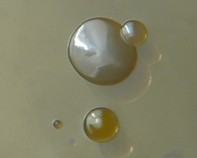 water bacteria water bacteria